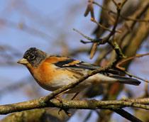 Brambling-B.jpg