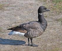Brent-Goose-B.jpg