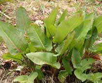 Broad-leaved-dock-B.jpg