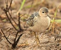 Buff-breasted-Sandpiper-B.jpg