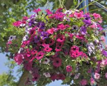 Busy-plant-B.jpg