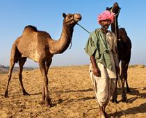 But-Camel-B.jpg