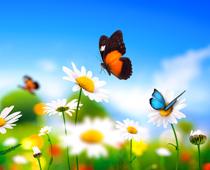 Butterflies-1-s.jpg