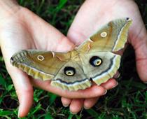 Butterflies-10-s.jpg