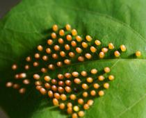 Butterflies-2-s.jpg