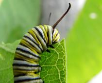 Butterflies-4-s.jpg