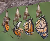 Butterflies-6-s.jpg