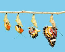 Butterflies-7-s.jpg