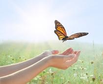 Butterflies-8-s.jpg