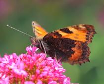 Butterflies-9-s.jpg