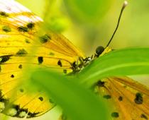 Butterfly-B.jpg