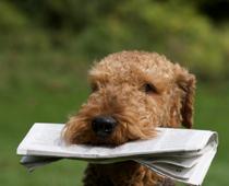 Buy-Dog-B.jpg