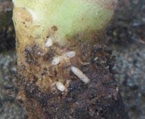 Cabbage-Root-Fly-B.jpg