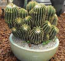 Cacti-B.jpg