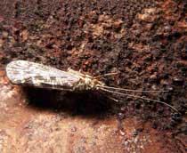Caddisfly-B.jpg