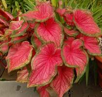 Caladium-B.jpg