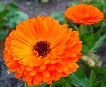Calendula-B.jpg