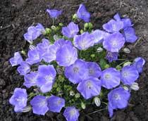 Campanula-carpatica-B.jpg