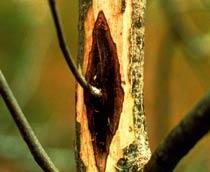 Canker-B.jpg
