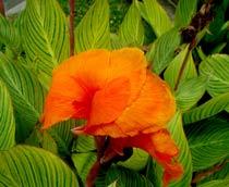 Canna-B.jpg