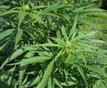 Cannabis_B.jpg