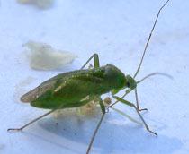 Capsid-bug-B.jpg