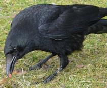 Carrion-Crow-B.jpg