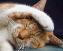 Cat-B.jpg