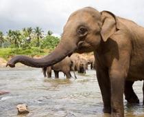 Cat-Elephant-B.jpg