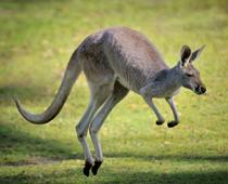 Cat-Kangaroo-B.jpg
