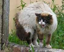 Cats-B.jpg