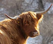 Cattle-B.jpg