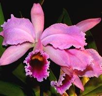 Cattleya-B.jpg