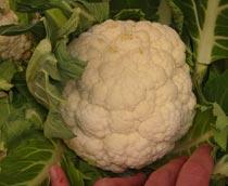 Cauliflower-B.jpg