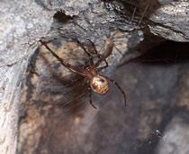 Cave-spider-B.jpg