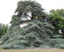 Cedar-B.jpg