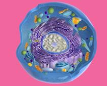 Cell-Q1-B.jpg