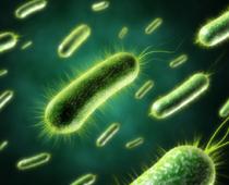 Cell-Q10-B.jpg