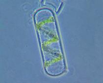 Cell-Q2-B.jpg