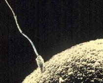 Cell-Q3-B.jpg
