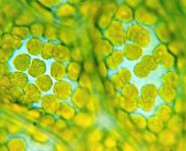 Cell-Q4-B.jpg