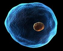 Cell-Q5-B.jpg