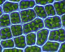 Cell-Q7-B.jpg