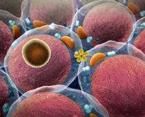 Cell-Q9-B.jpg
