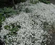 Cerastium-tomentosa-B.jpg