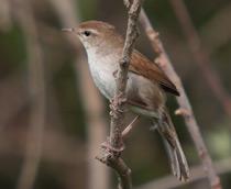 Cettis-Warbler-B.jpg