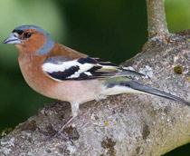 Chaffinch-B.jpg