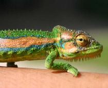 Chameleon-B.jpg