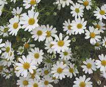 Chamomile-B.jpg
