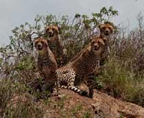 Cheetah-B.jpg
